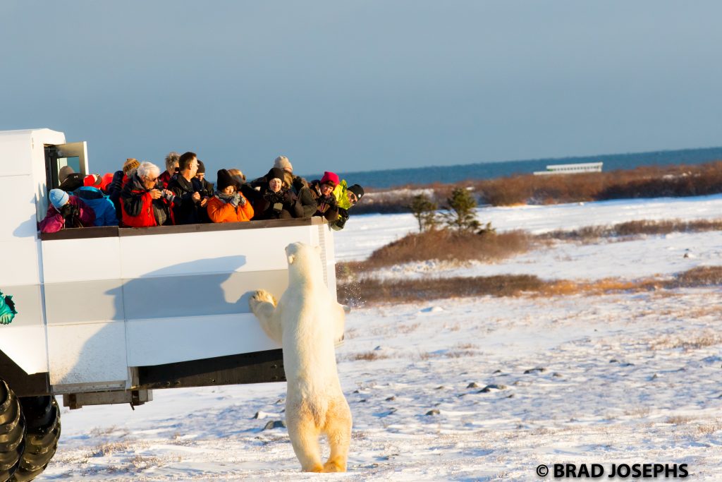 polar bear and polar rover