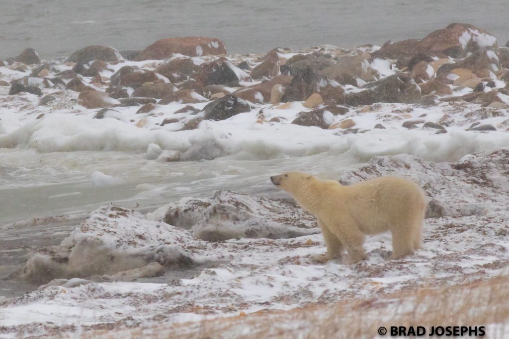 polar bear in Churchill