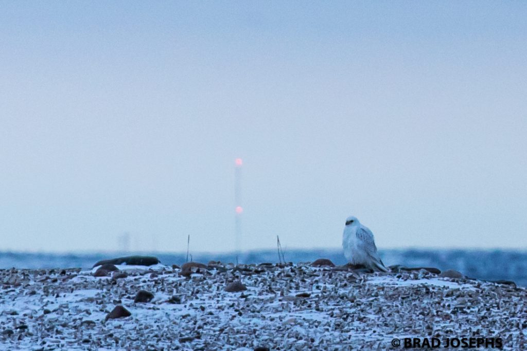 gyrfalcon in Churchill