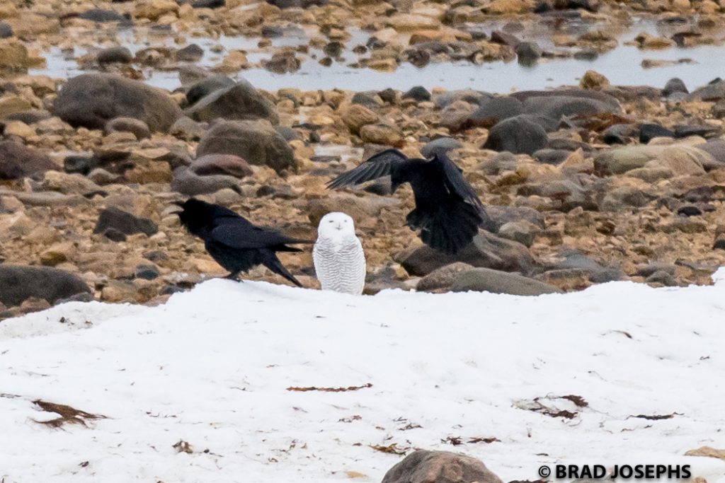 Ravens and snowy owl
