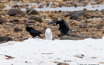 Churchill Sunday Photos – Diverse Wildlife