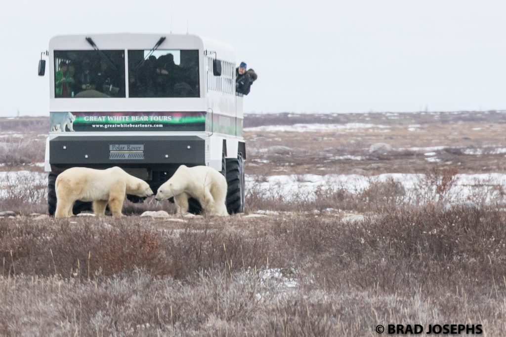 polar bears and polar rover churchill