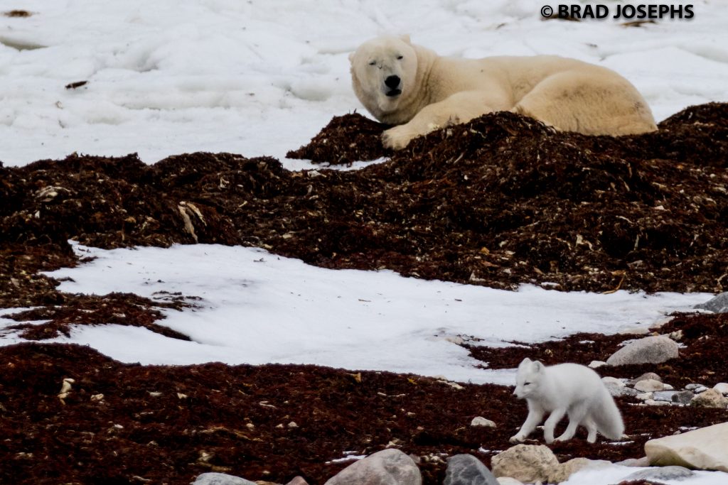 Polar bear and Arctic fox