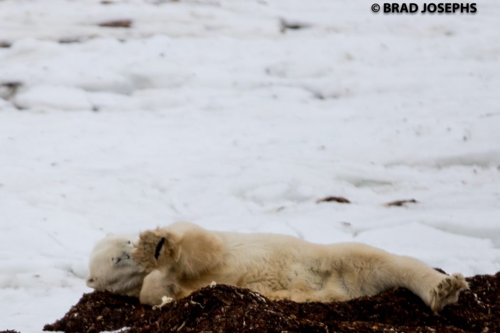 Polar bear in kelp bed Churchill