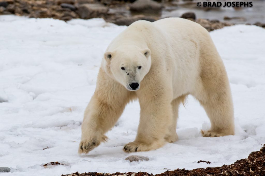 polar bear in Churchill