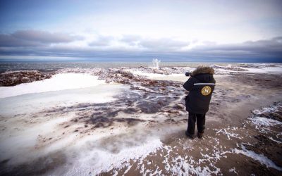 Churchill Polar Bear Unique View