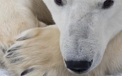Polar Bears Waiting for Ice