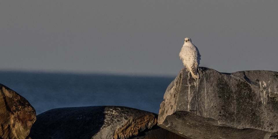 drew-hamilton-gyrfalcon