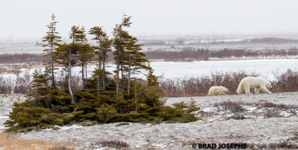 polar bear churchill