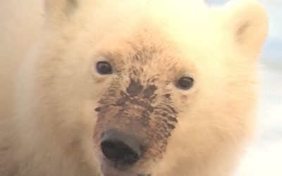 Churchill Weekly Polar Bear Statistics