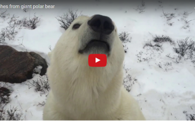 Inches from a Massive Polar Bear Video