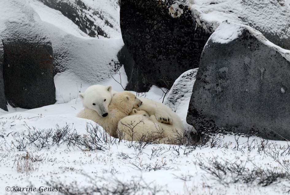 karine-genest-polar-bear-family-2