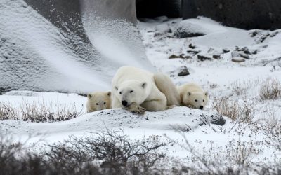 Happy Mother’s Day from Churchill
