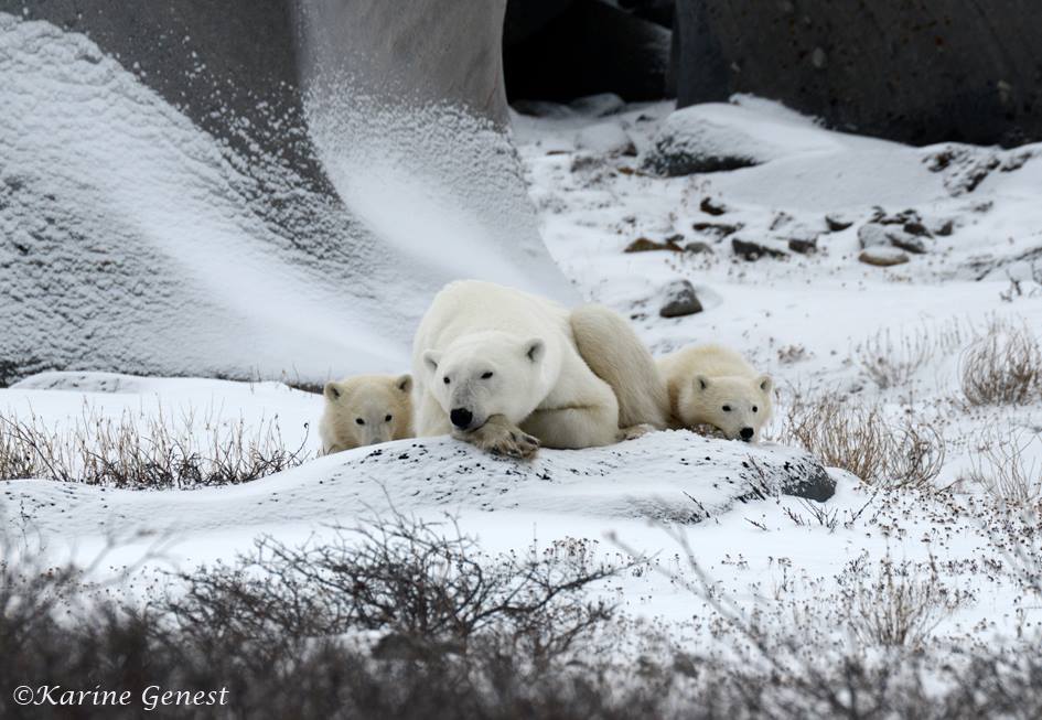 karine-genest-polar-bear-family-3