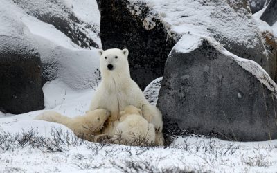 Churchill Polar Bear Family