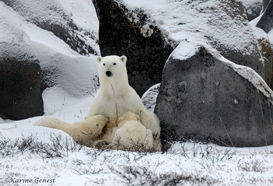 karine-genest-polar-bear-family