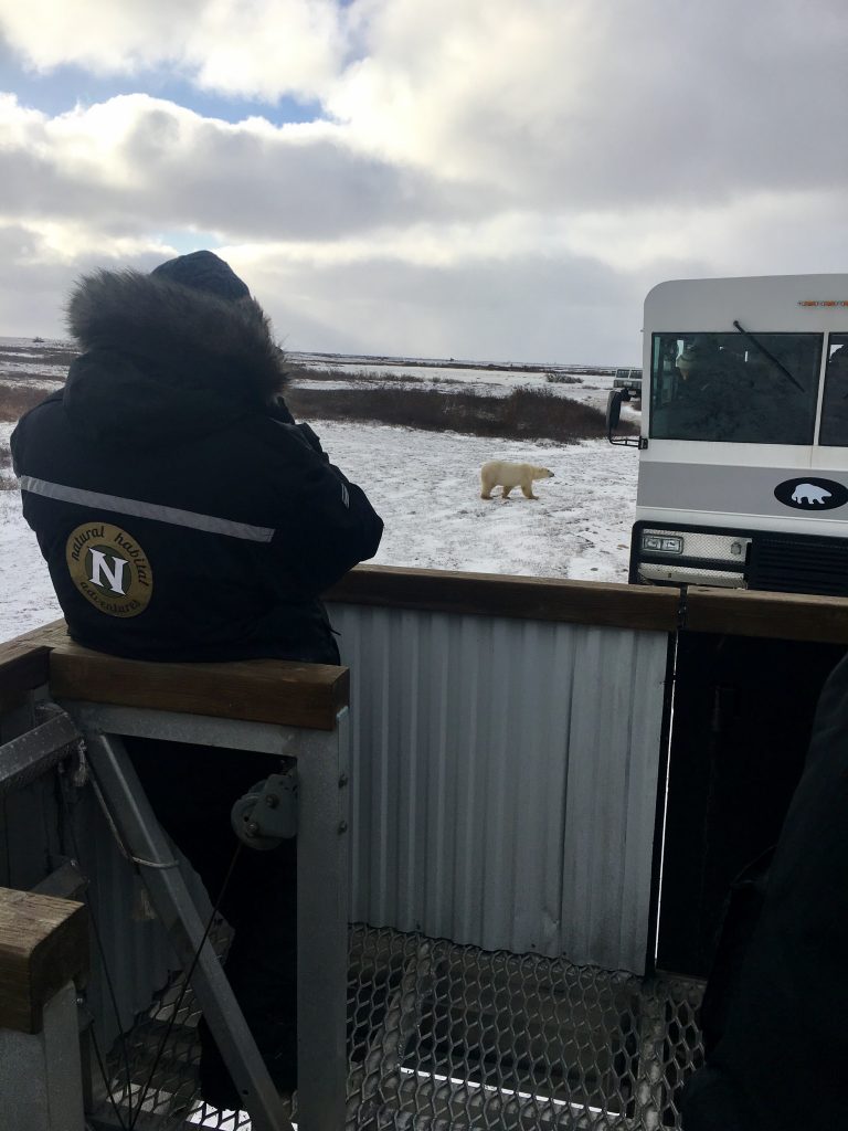 polar bear and polar rovers Churchill