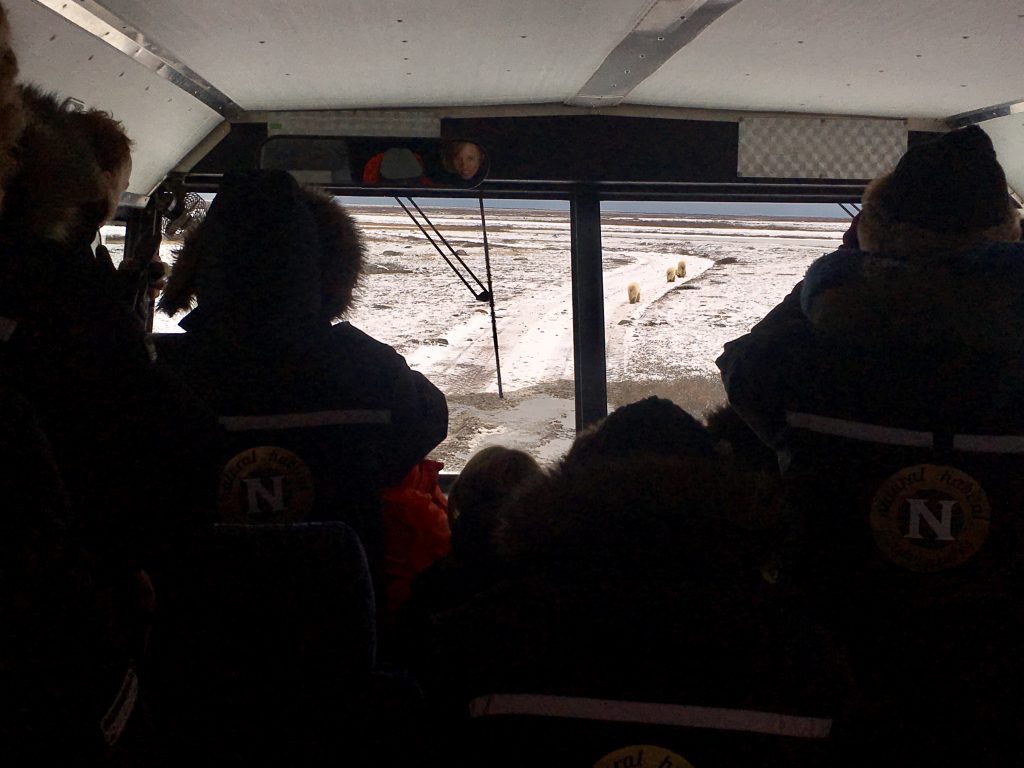 polar bears in Churchill