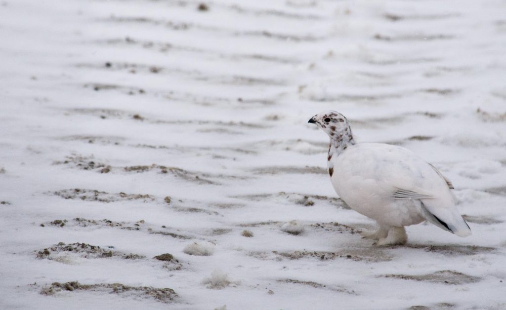 Ptarmigan in Churchill, Manitoba