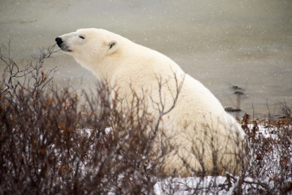 polar bear in Churchill, Manitoba