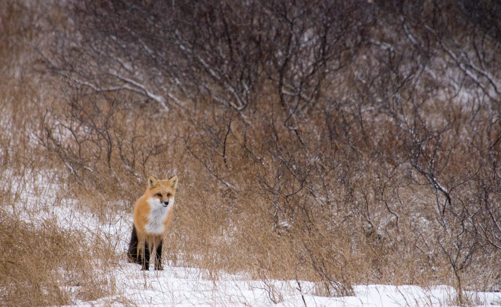 Red fox in Churchill