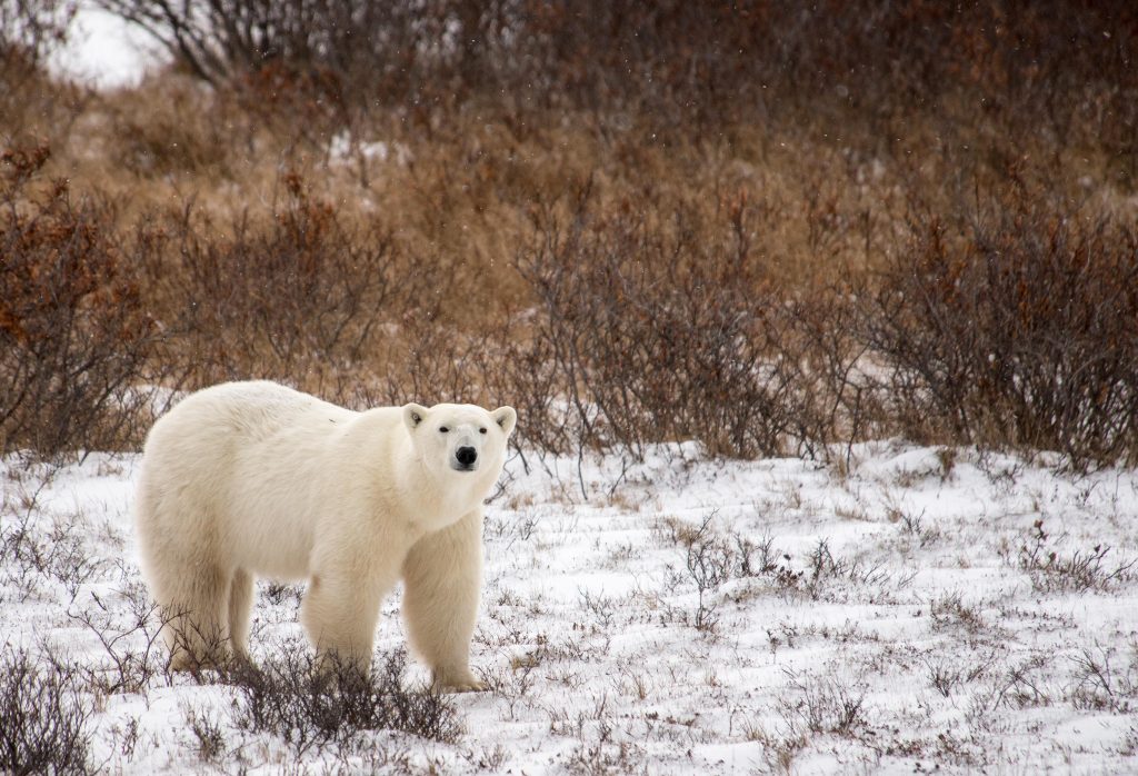 polar bear in Churchill
