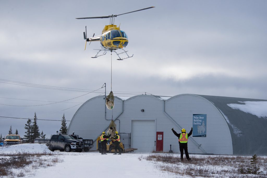 polar bear lift at the polar bear holding facility churchill, manitoba