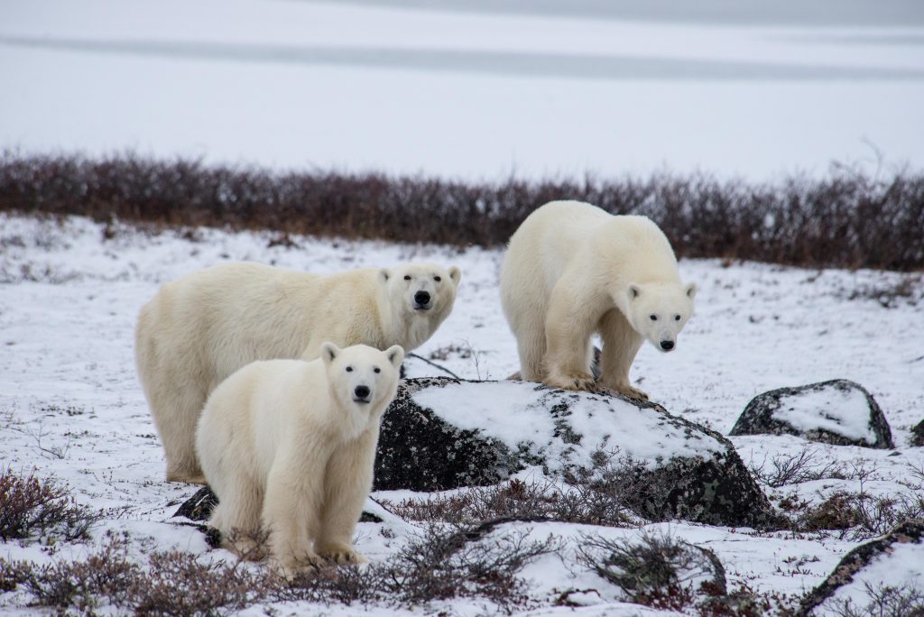 polar bear familly in Churchill