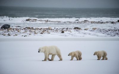 Churchill Northern Lights, Wildlife and Snow