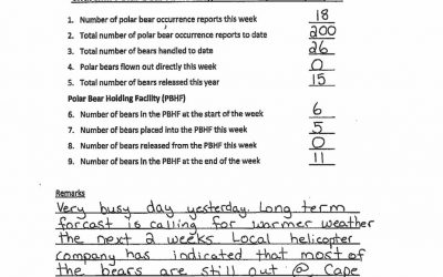 Polar Bear Stats Show High Numbers at Cape