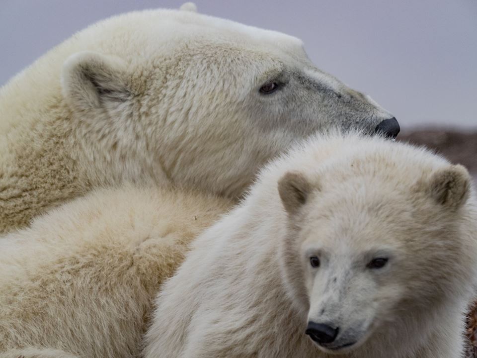 Polar bears in churchill