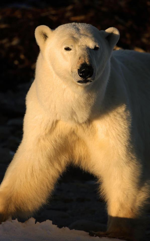 polar bear in Churchill