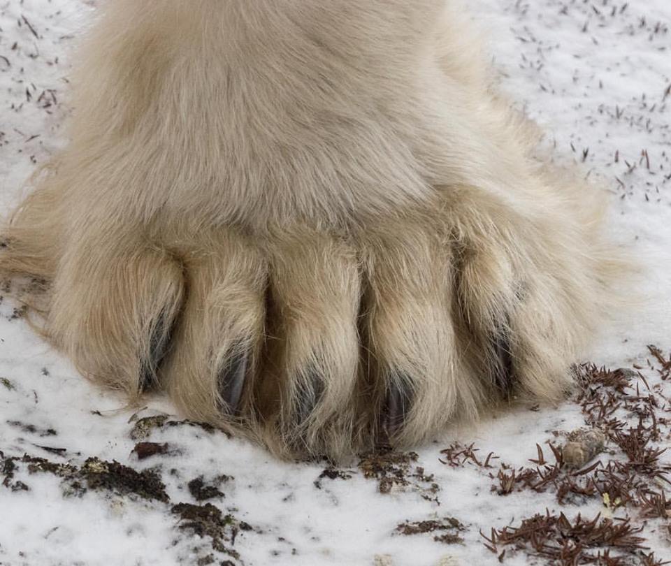 polar-bear-paw-drew-hamilton