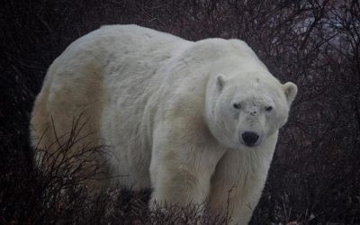 Polar Bears in the Mist