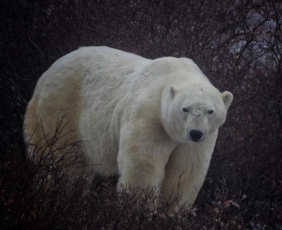 polar bear churchill