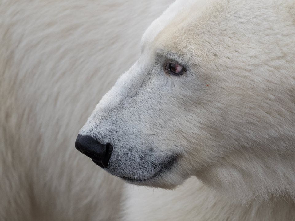 polar-bear-drew-hamilton