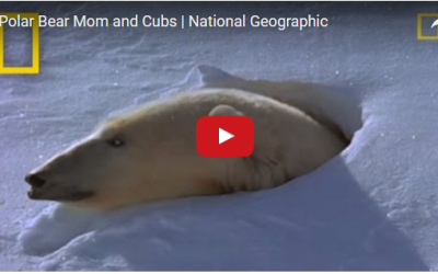 Churchill Video of the Week – Polar Bear Den