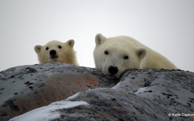 Southern Polar Bears Show Decline