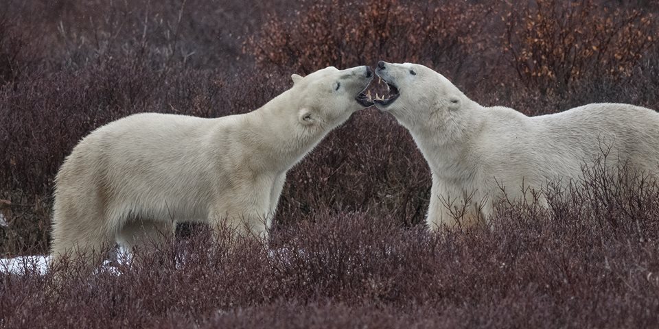 polar-bears-dh