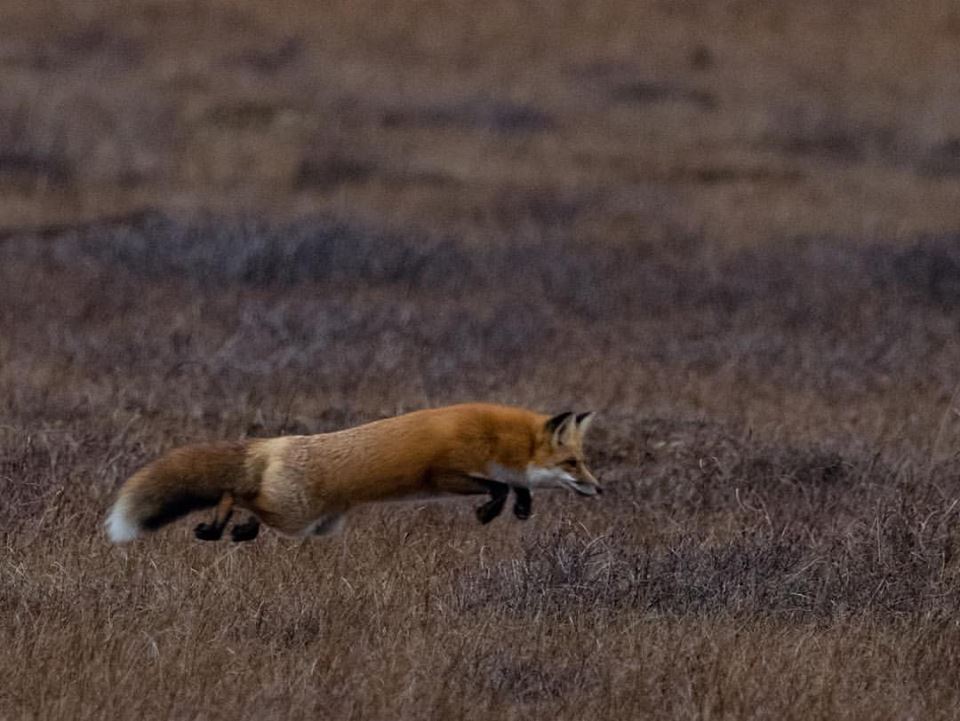 red fox churchill manitoba