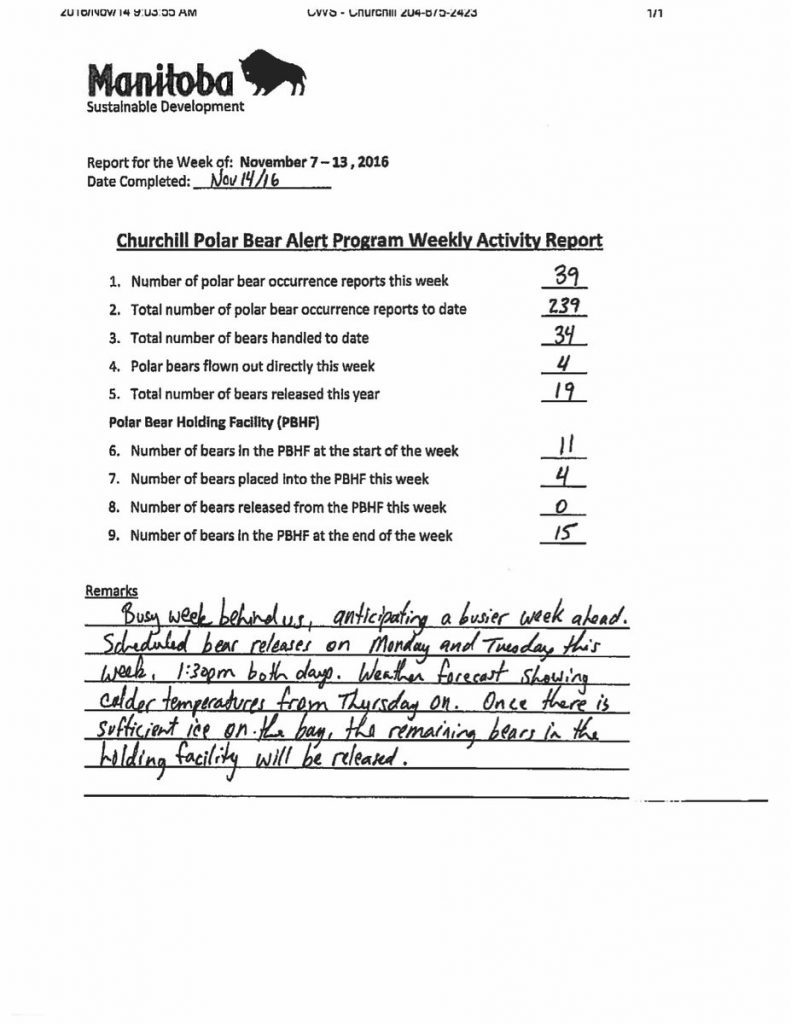 polar bear stats for Churchill