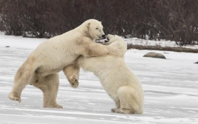 Polar Season Grande Finale