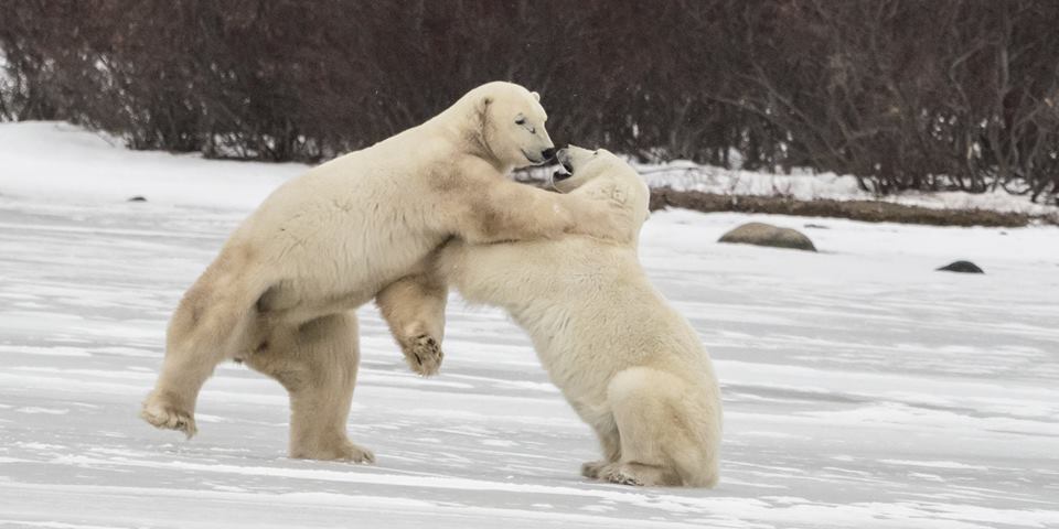 Churchill polar bears.