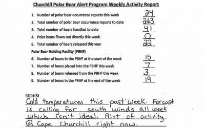 Churchill Weekly Polar Bear Stats