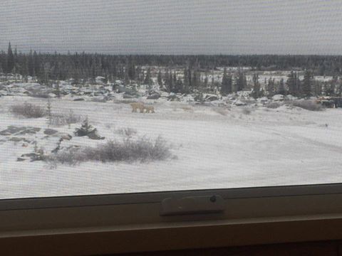 polar bears Churchill Northern Studies Center
