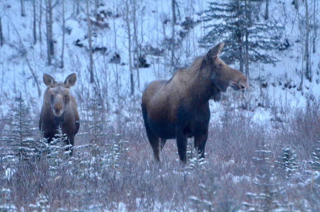 moose churchill manitoba