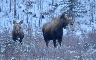Churchill photo of the Week – Moose