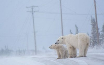 Polar Bear Icy Winter Arrives