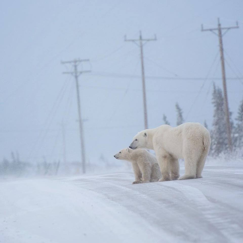 polar bears churchill great white bear