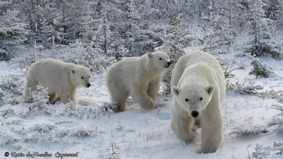 polar bear family churchill
